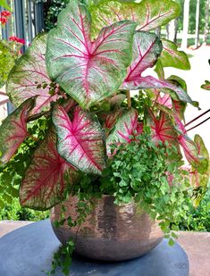 a potted plant with red and green leaves