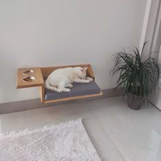 a white cat laying on top of a wooden shelf next to a potted plant