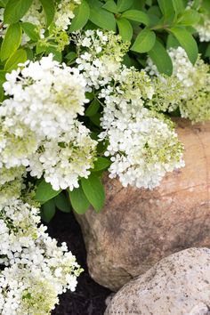 some white flowers are growing out of a rock