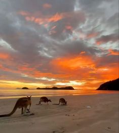 kangaroos on the beach at sunset with clouds in the sky