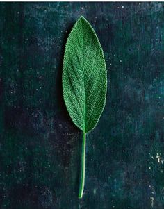 a green leaf on a black surface