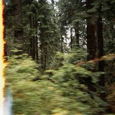 a blurry photo of trees and bushes in the middle of the woods with fire coming out of them