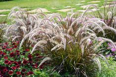 some very pretty flowers and plants in the grass