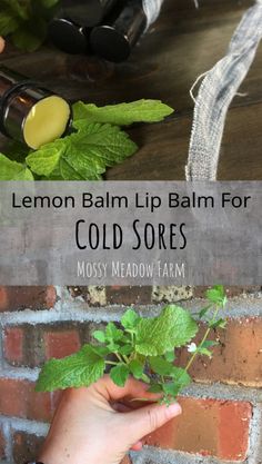 Lemon Balm Uses, Cold Sores, Cold Sores Remedies, Herbal Recipes, Herbal Apothecary, Herbal Healing