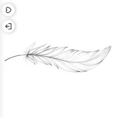 a drawing of a feather on a white background