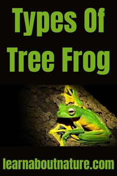 Types Of Tree Frog Nature Website, Dumpy Tree Frog, Creepy Crawlers, Land Animals, Banana Tree, About Nature, Tree Frog, Aquatic Animals, Fish Swimming