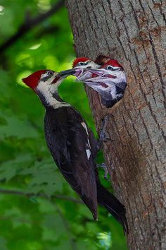 a woodpecker pecks at the bark of a tree with its mouth open