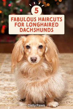 a dog sitting in front of a christmas tree with the title 5 fabulous haircuts for long haired dachshunds