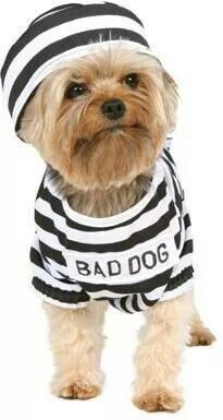 a small dog wearing a shirt that says bad dog