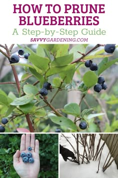 how to prune blueberries - a step by step guide for beginner gardeners