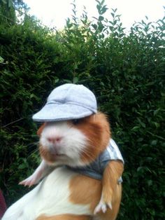 a brown and white hamster wearing a hat