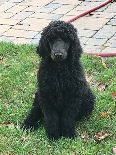 a black poodle sitting in the grass next to a fire hydrant