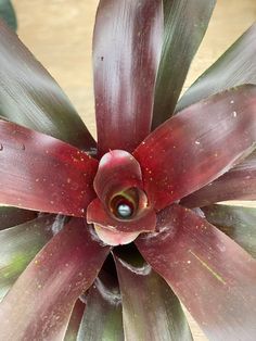 a close up view of the center of a flower