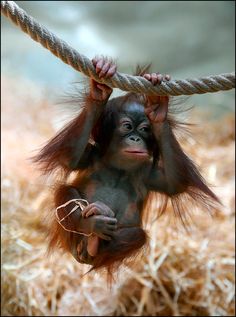 a baby oranguel hanging from a rope with its hands on it's head