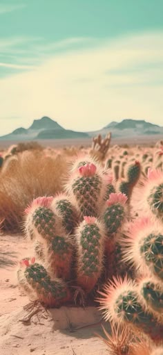 many cactus plants in the desert with mountains in the background