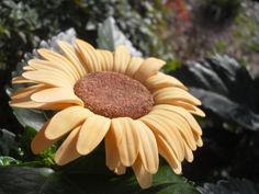 a yellow flower with green leaves in the background