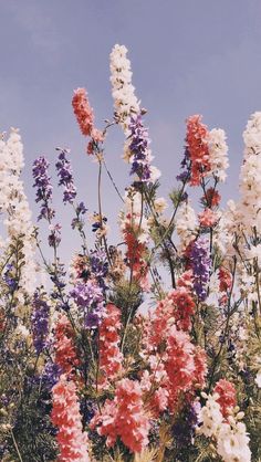 many different colored flowers are in the field