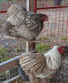 two chickens standing on top of hay in a fenced in area with metal bars