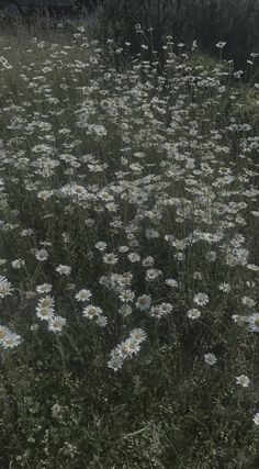 a field full of white daisies in the sun