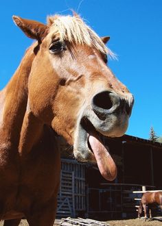 Silly Horse Encouragement Card for Cancer Patient card Silly Horse, Encouragement Cards, Encouragement, Horses, Birthday