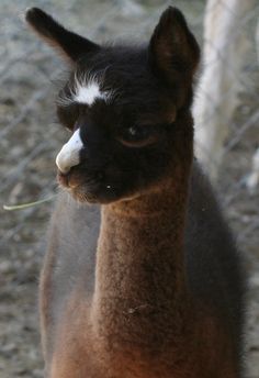 an alpaca standing in front of a chain link fence and looking at the camera