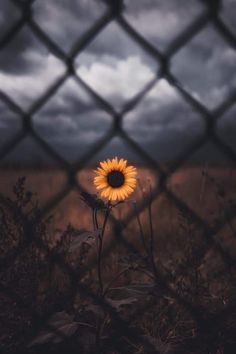 a lone sunflower sitting in the middle of a field behind a chain link fence