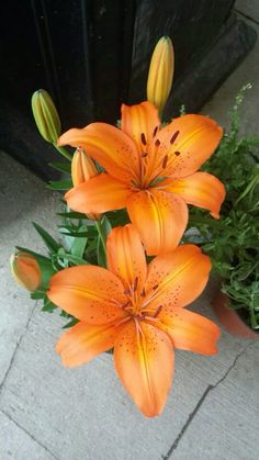 some orange flowers are in a pot on the sidewalk