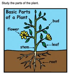 Study and label the parts of a plant with this interactive Smartboard Activity Plant Lessons, Smart Board Activities, Planting For Kids, Writing Forms, Plant Bud, Plant Structure, 1st Grade Science, Plant Science, Diagram Design