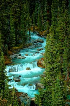 a river flowing through a lush green forest