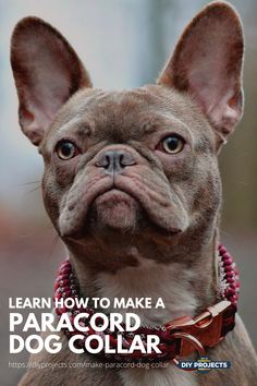 a brown dog wearing a red collar with the words learn how to make a paracord dog collar