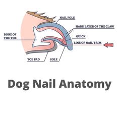 diagram of the inside of a dog's ear and its parts labeled in text