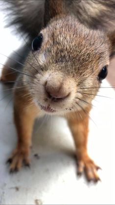 a close up of a small animal on a white surface with one eye open and the other half closed