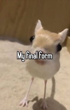 a small bird with the words my final form on it's face and legs