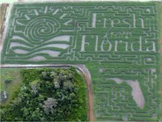 an aerial view of a maze in the middle of a field with trees and grass