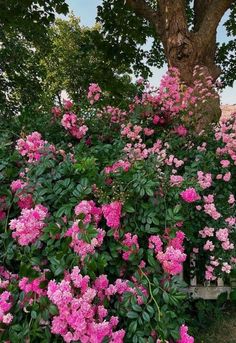 pink flowers are blooming next to a tree