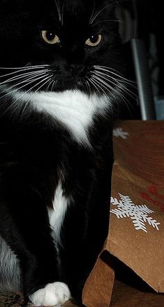 a black and white cat sitting next to a brown paper bag