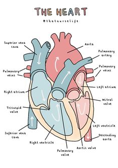 the heart labeled in all its major parts