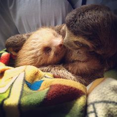 a baby sloth is cuddled up to its mother