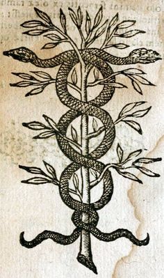 a drawing of a snake wrapped around a tree with leaves on it's side