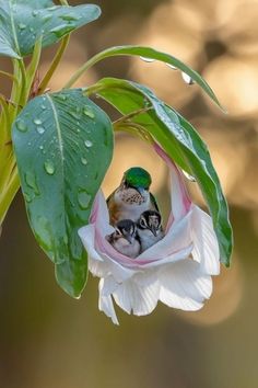 a small bird sitting in the middle of a flower with water droplets on it's petals