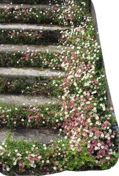 some flowers are growing on the steps