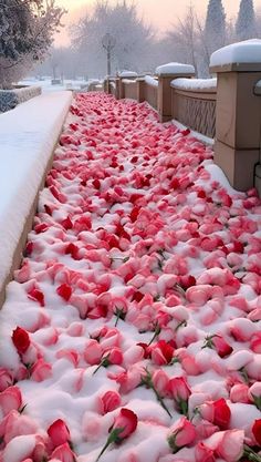 red flowers are covered in snow on the side of a walkway with benches and railings