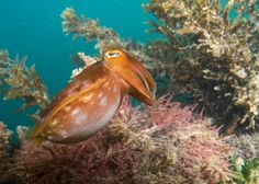 an orange and brown squid swimming in the ocean near some corals with seaweed