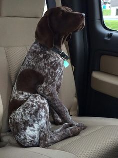 a dog sitting in the back seat of a car