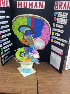 the human brain is on display in front of an informational poster about its functions