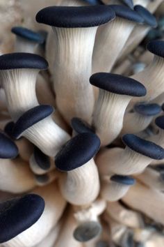 several black and white mushrooms growing on the ground