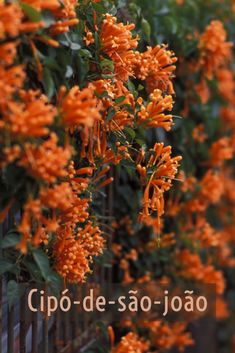 orange flowers growing on the side of a metal fence with spanish words written below them