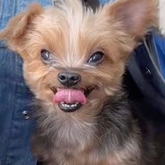 a small dog with its tongue hanging out sitting in someone's jeans jacket and looking at the camera