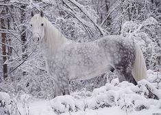 a white horse standing in the snow next to trees