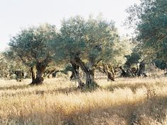 olive trees in an open field with tall grass